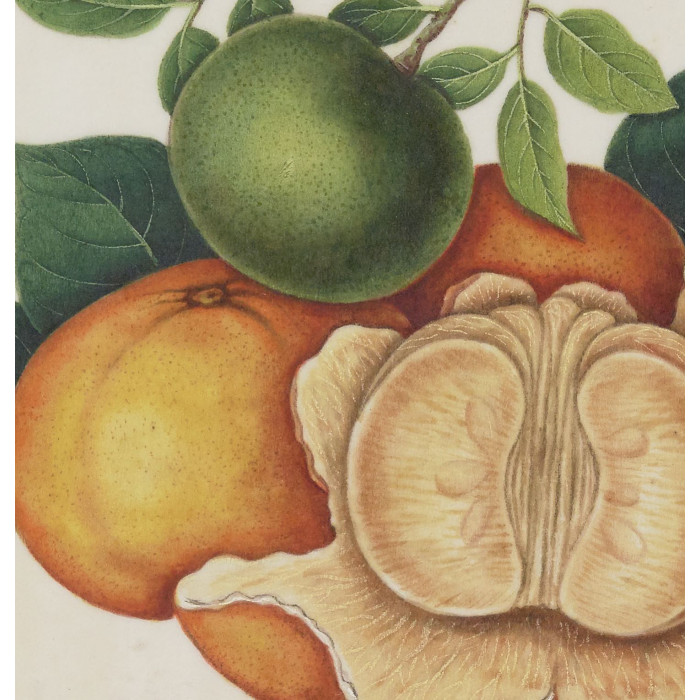 Mandarine Poster